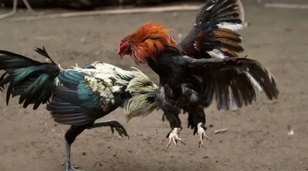 A fighting cock lands a powerful strike at JLJL66.
