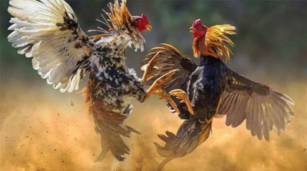 How to judge a rooster's characteristics JLJL66 - Unbeatable Secrets 