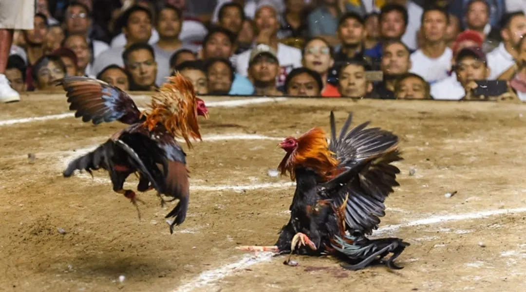 Odds for cockfighting - The Key to Mastering JLJL66 Betting