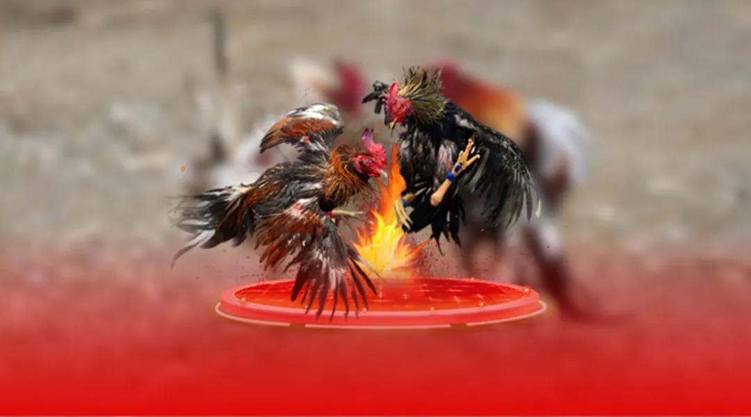 Fighting cocks at JLJL66 maintain the offensive.