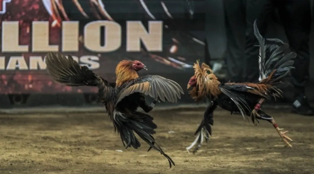 Fluctuations in Odds for cockfighting at JLJL66 throughout the match.