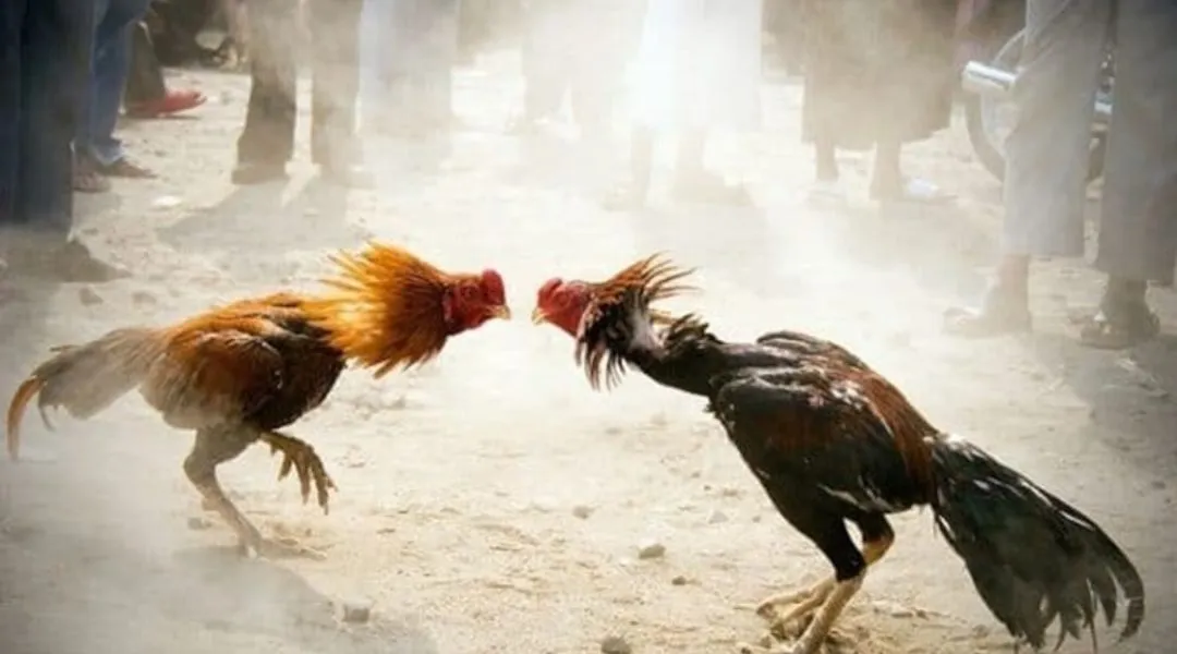 How to judge a rooster's characteristics JLJL66 Through Movement