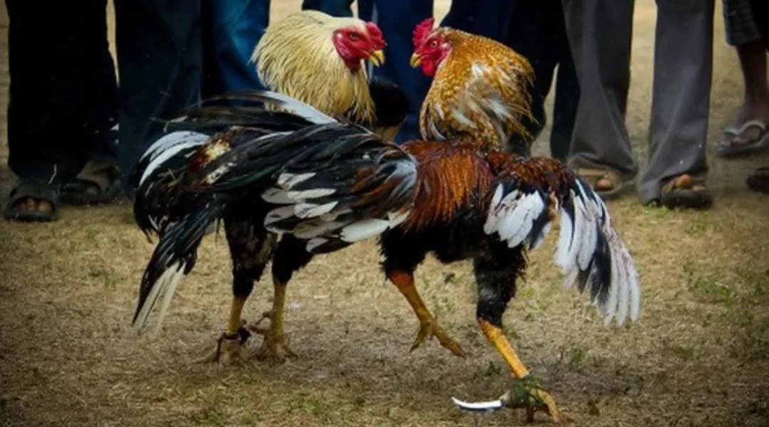 Revealing how to assess gamefowl traits when playing at JLJL66